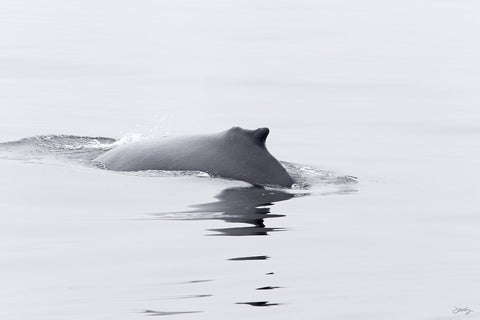 SALE - 180 Humpback Whale (20x30 Size)