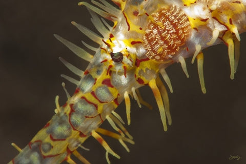 111 Ornate or Harlequin Ghost Pipefish