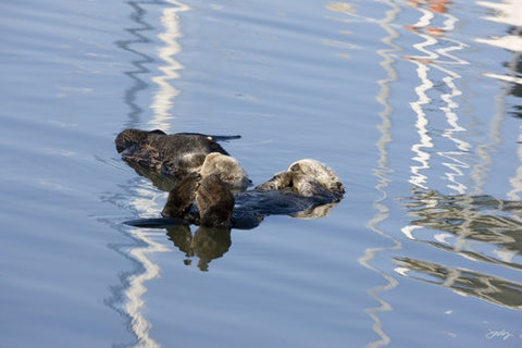 126 Sea Otters