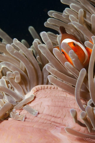 SALE - 133 Western Clown Anemonefish