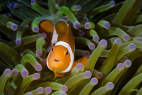 SALE - 100 Western Clown Anemone Fish